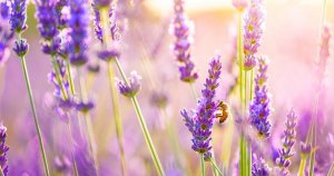 levendula_deshow_2014_0